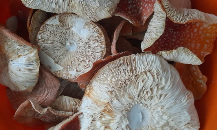 Мухомор червоний сушений першого сорту - фото № 4