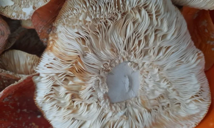 Мухомор червоний сушений першого сорту - фото № 5