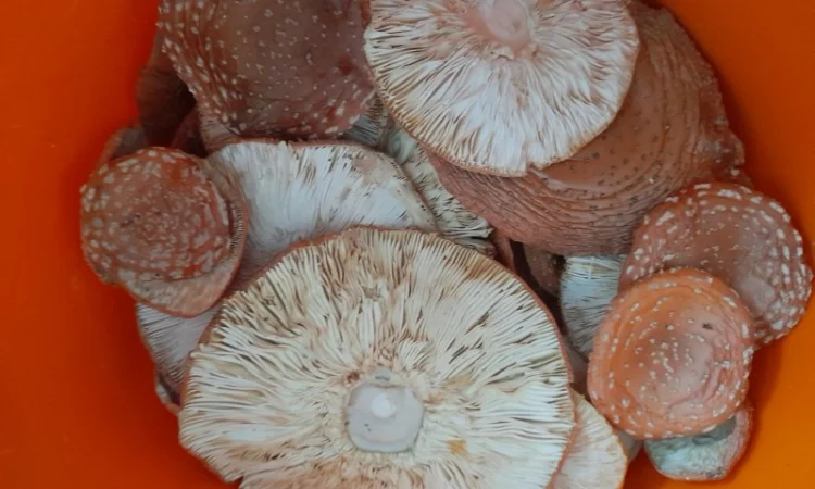 Мухомор червоний сушений першого сорту - фото № 6