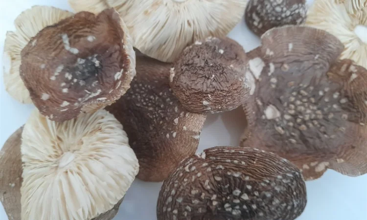 Мухомор пантерний першого сорту - фото № 1