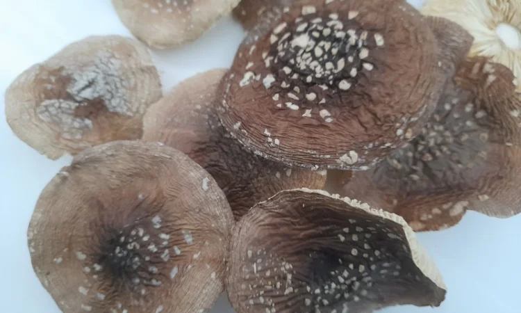 Мухомор пантерний першого сорту - фото № 2