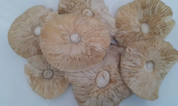 Мухомор пантерний первого сорта на продажу - фото № 3