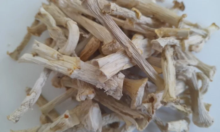 Ніжки пантерного мухомора - фото № 1