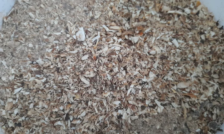 Крошка пантерного мухомора на продаж - фото № 1