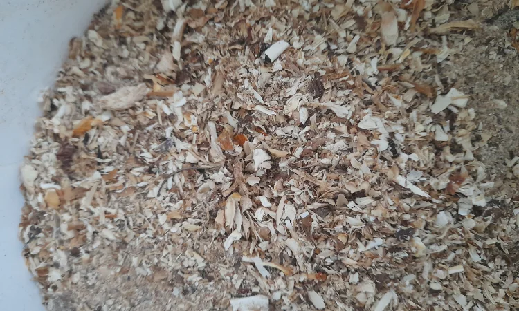 Крошка пантерного мухомора на продаж - фото № 2