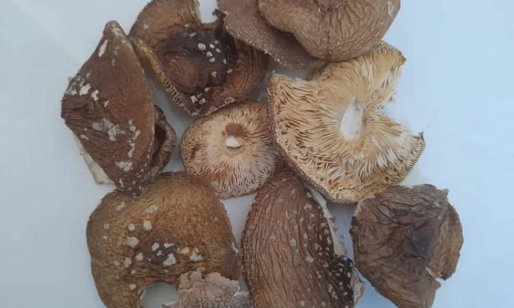 Пантерний мухомор другого сорту - фото № 1