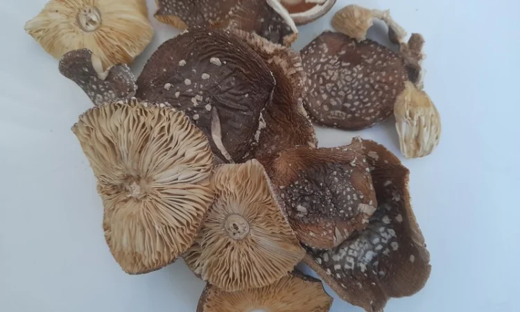 Пантерний мухомор другого сорту - фото № 2