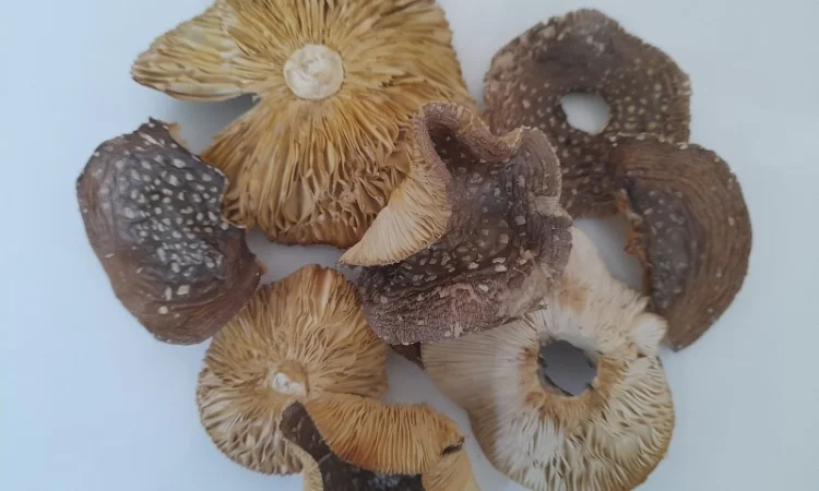 Пантерний мухомор другого сорту - фото № 3