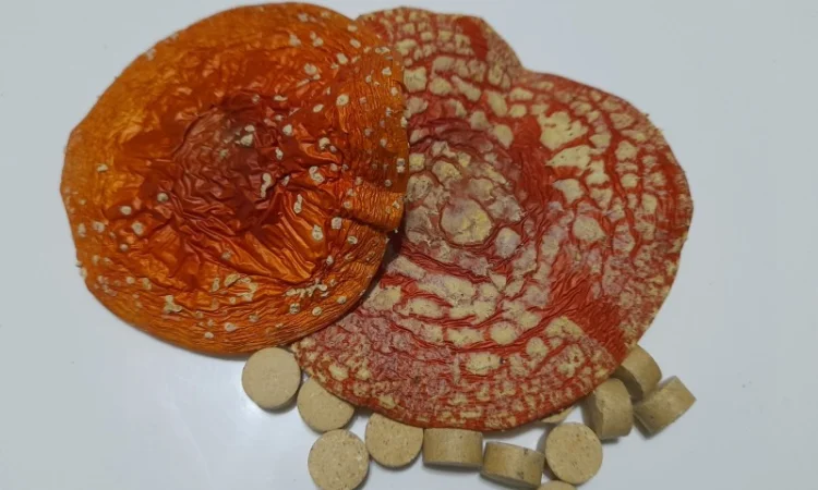 Червоний мухомор в гранулах - фото № 2