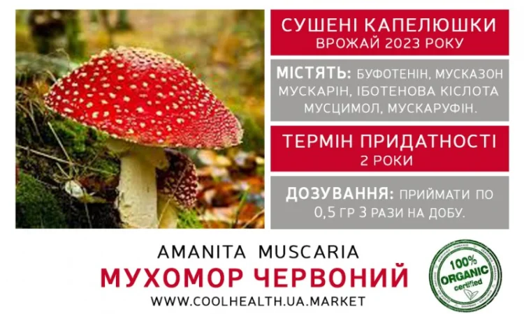 Мухомор Красный Сушеный - фото № 2