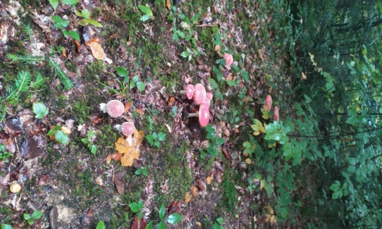 Мухомор червоний закрита шапочка на продажу - фото № 1