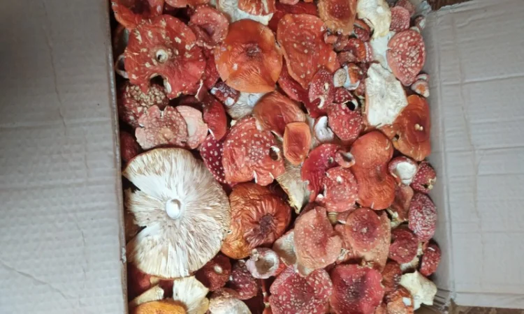 Мухомор червоний на продажу - фото № 1