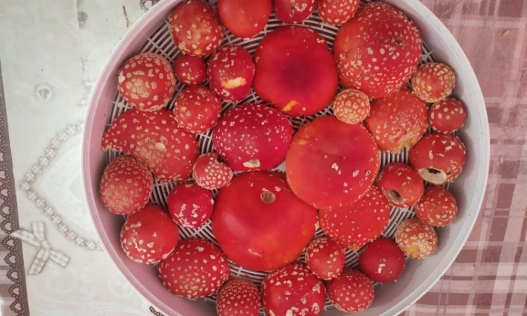 Мухомор червоний на продажу - фото № 2