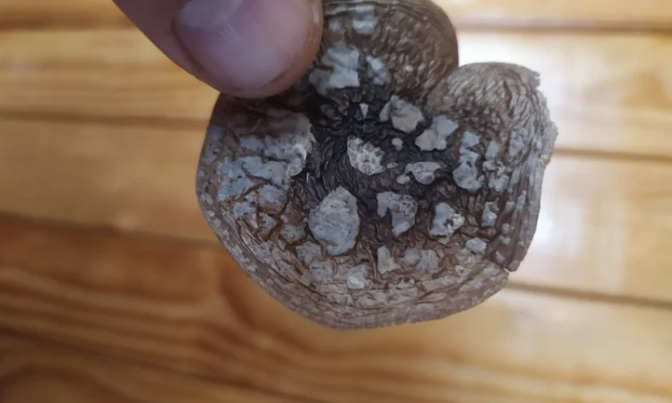 Продам пантерний мухомор - фото № 1