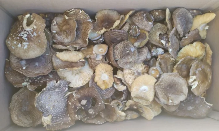 Продам пантерний мухомор - фото № 2