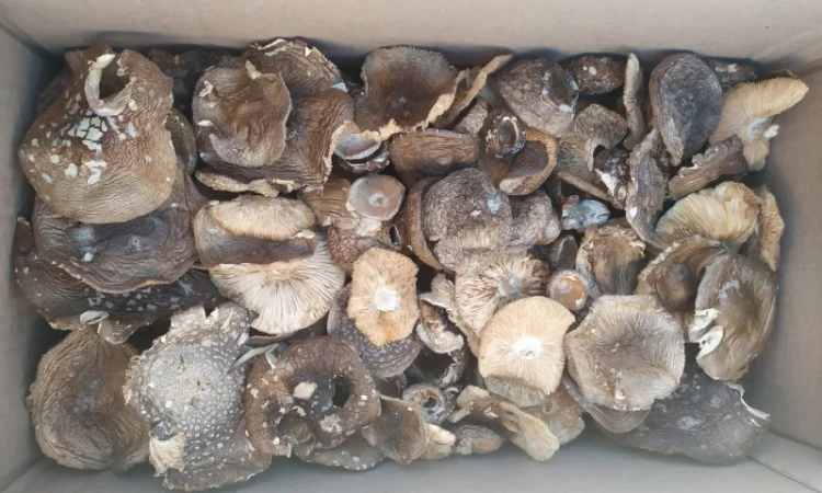 Продам пантерний мухомор - фото № 3