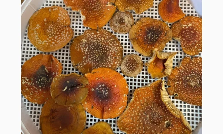 Мухомор 1кг на продажу - фото № 1