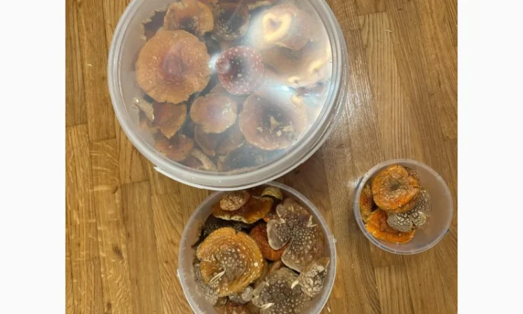 Мухомор 1кг на продажу - фото № 2