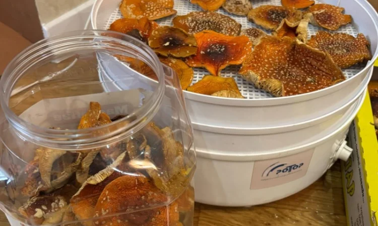 Мухомор 1кг на продажу - фото № 3