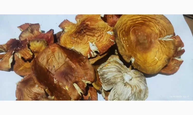 Продаж Мухомора червоного 3 сорту - фото № 1