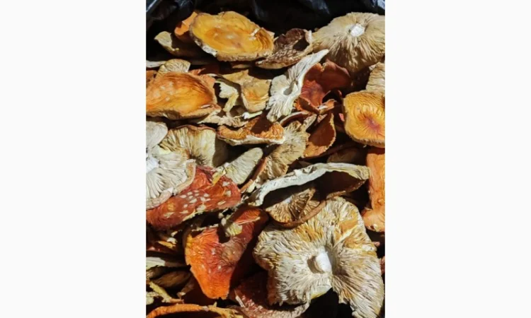 Продаж Мухомора червоного 3 сорту - фото № 3