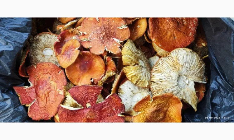 Мухомор 2 сорт свежий сбор 25 года - фото № 3