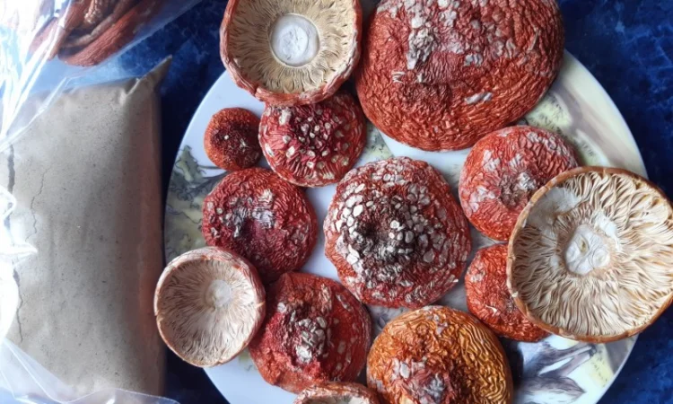 Продажа сушеного мухомора 1 сорта - фото № 1