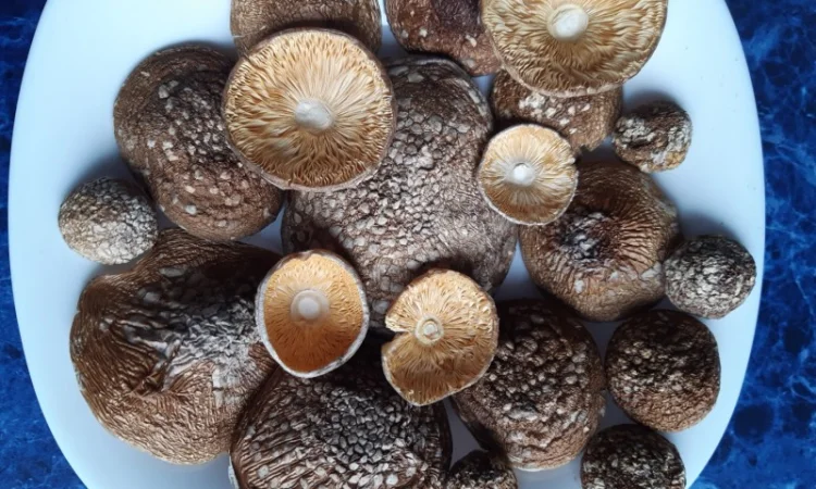 АКЦІЯ+10/.Продам пантерний 2024 року врожай - фото № 1