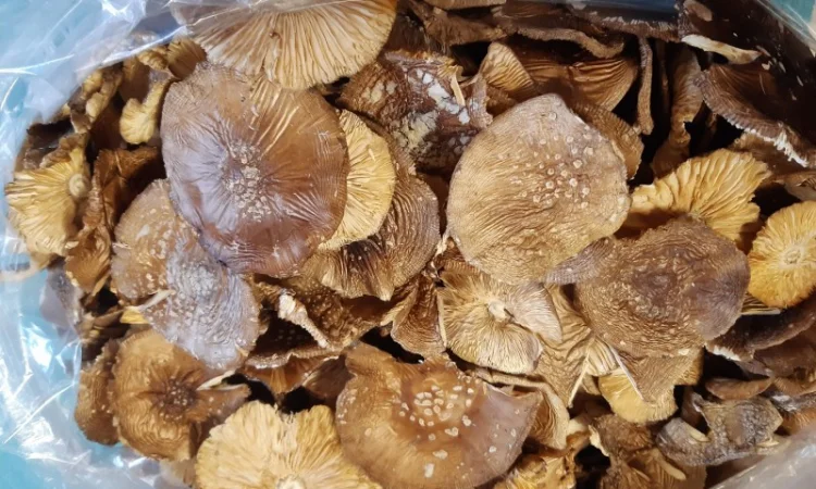 АКЦІЯ+10/.Продам пантерний 2024 року врожай - фото № 2