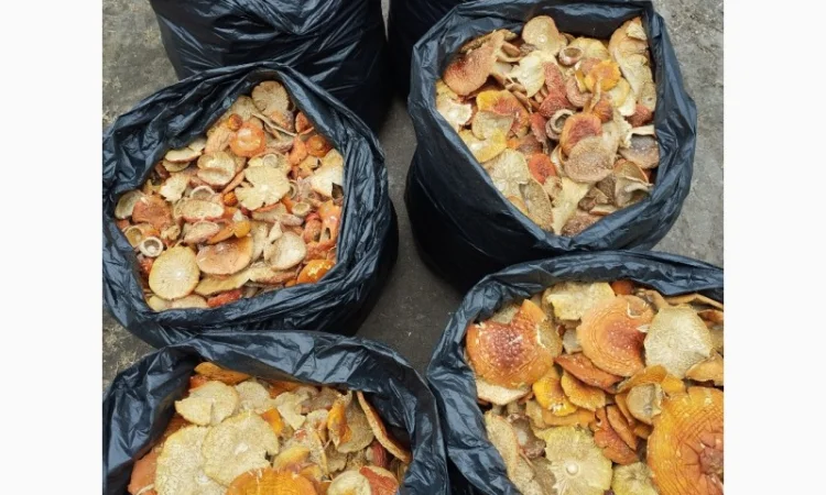 Сушені капелюшки мухомора червоний - фото № 1