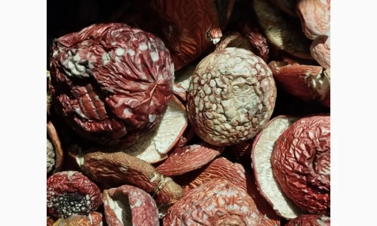 Сушені капелюшки мухомора червоний - фото № 3