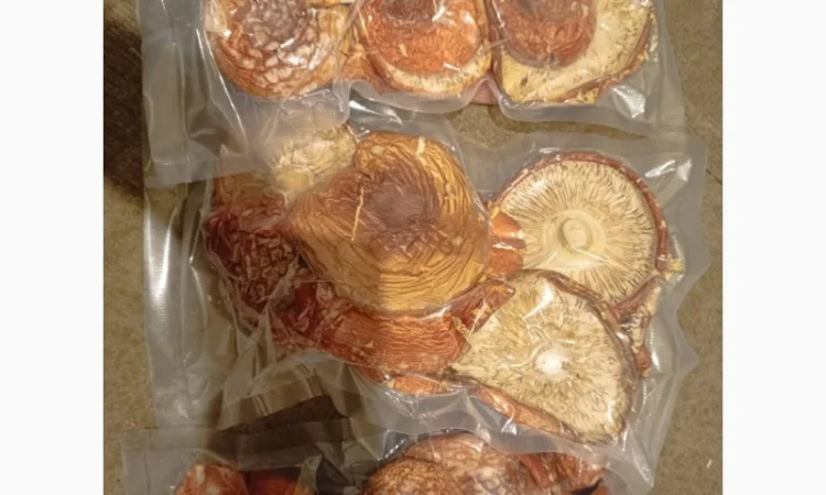 Сушені червоні мухомори - фото № 1