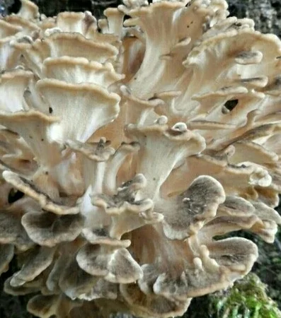 Продаю сушений гриб майтаке - фото № 1