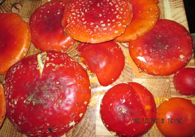 Мухомор красный Amanita muscaria - фото № 1