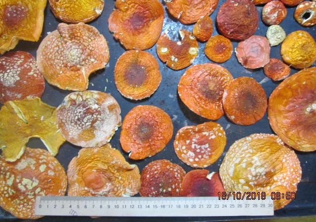 Мухомор красный Amanita muscaria - фото № 2