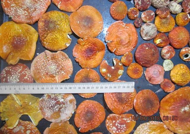 Мухомор красный Amanita muscaria - фото № 10