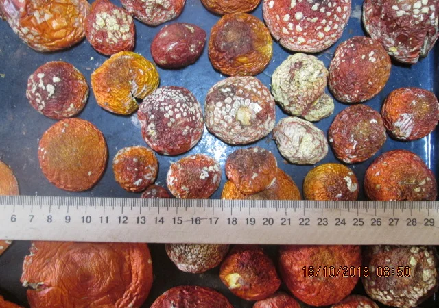 Мухомор красный Amanita muscaria - фото № 9