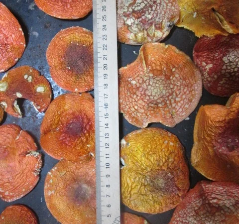 Мухомор красный Amanita muscaria - фото № 8