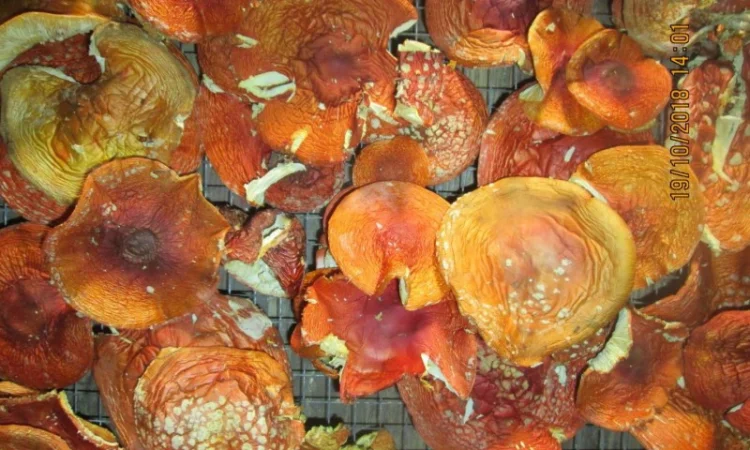 Мухомор красный Amanita muscaria - фото № 6