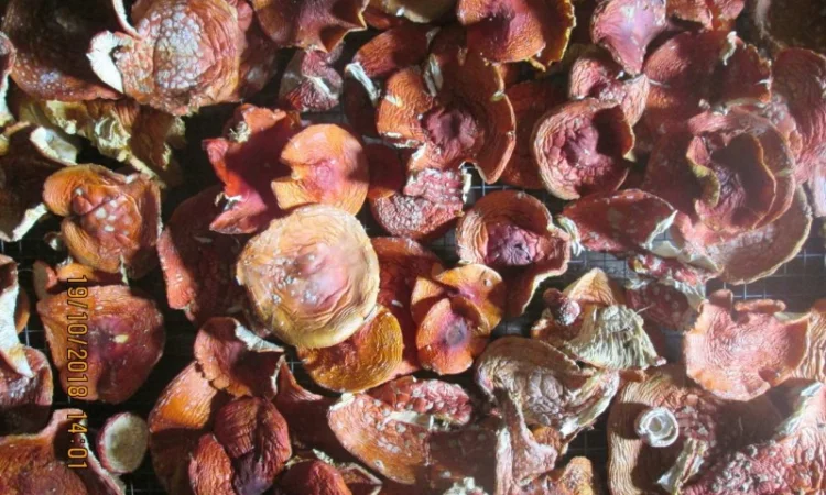 Мухомор красный Amanita muscaria - фото № 5