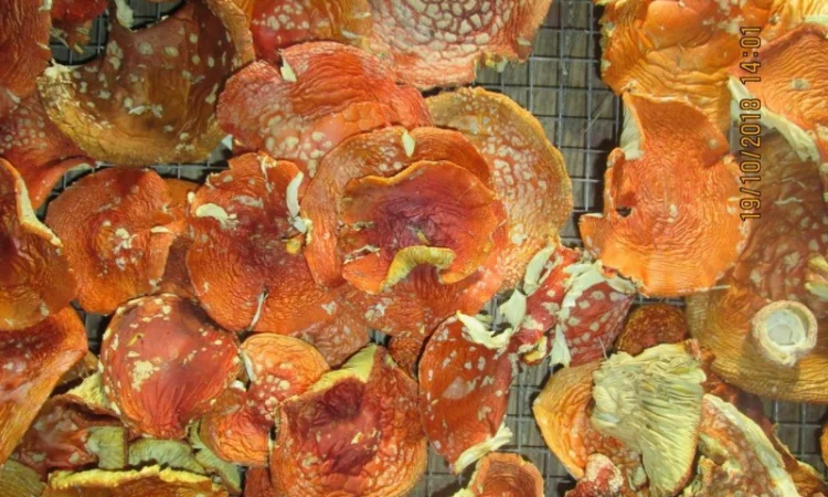 Мухомор красный Amanita muscaria - фото № 4