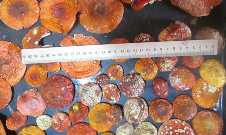 Мухомор красный Amanita muscaria - фото № 3