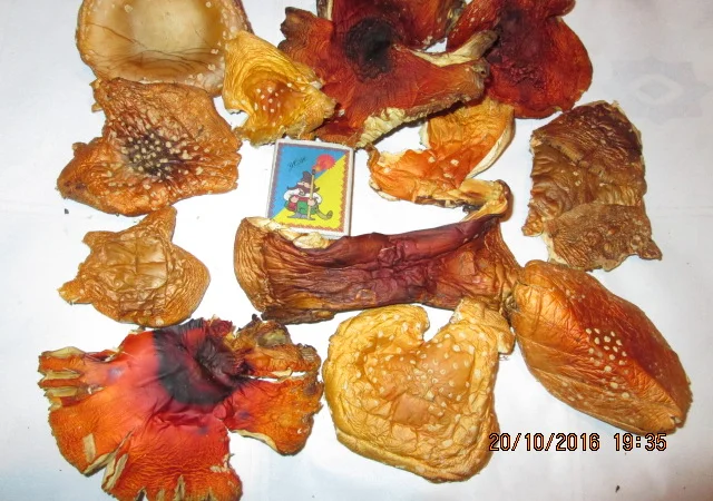 Мухомор красный Amanita muscaria - фото № 18