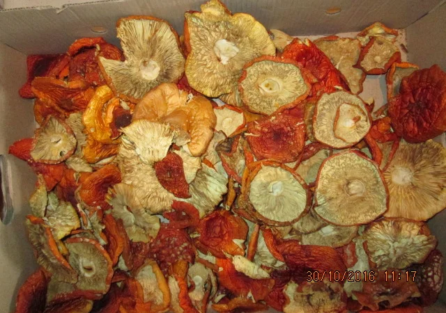 Мухомор красный Amanita muscaria - фото № 17