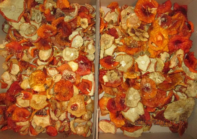 Мухомор красный Amanita muscaria - фото № 16