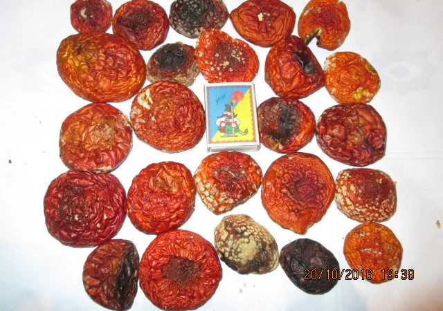 Мухомор красный Amanita muscaria - фото № 12