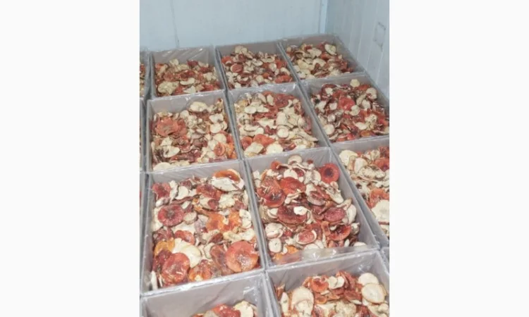 Продам мухомор, сухий карпатський - фото № 1