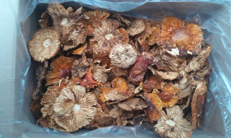 Продаю мухомор карпати оптом - фото № 1