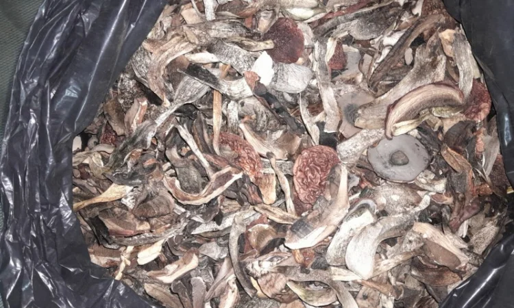 Гриби підберезник - фото № 1