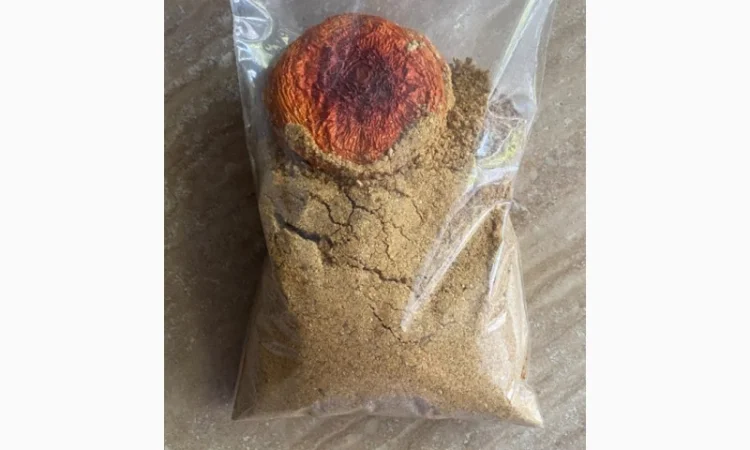 Порошок червоного мухомора 100 г - фото № 1